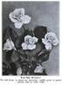 Madame Butterfly rose photo