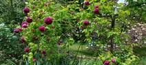 Erinnerung an Brod rose photo