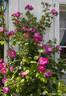 Global Water rose photo