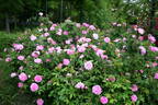Centifolia Muscosa rose photo