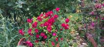 Éblouissant rose photo