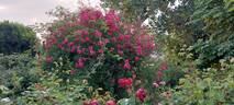 Excelsa rose photo