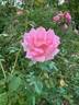Arctic Sunrise rose photo
