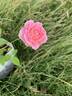 Arctic Sunrise rose photo