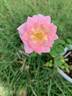 Arctic Sunrise rose photo
