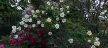 Frühlingsgold rose photo