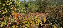 Rosa gallica 'Officinalis' rose photo