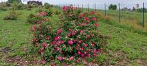 <i>Rosa gallica splendens</i> rose photo