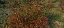 <i>Rosa gallica splendens</i> rose photo