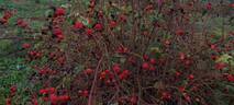 <i>Rosa gallica splendens</i> rose photo
