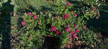 Général Jacqueminot rose photo