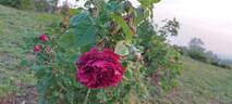 Général Jacqueminot rose photo