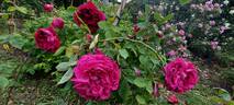 Gloire de Ducher rose photo