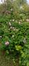Gloire de France rose photo