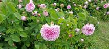 Gloire de France rose photo