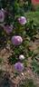 Gloire des Mousseux rose photo