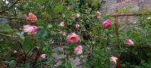 Homère rose photo