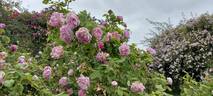 Honorine de Brabant rose photo