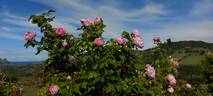 Honorine de Brabant rose photo