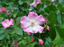 Sparrieshoop rose photo