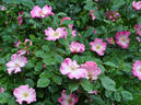 Sparrieshoop rose photo
