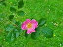 Sparrieshoop rose photo
