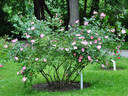 Sparrieshoop rose photo