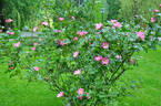 Sparrieshoop rose photo