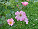 Sparrieshoop rose photo