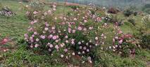 James Mitchell rose photo