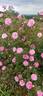 James Mitchell rose photo
