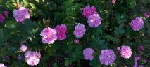 James Mitchell rose photo