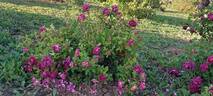 James Veitch rose photo