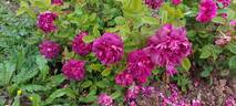 James Veitch rose photo