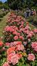 Sweet Fragrance rose photo