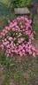 Pink Spray ® rose photo