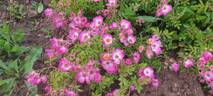 Pink Spray ® rose photo