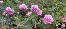Queen of Denmark rose photo