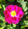 Baby Faurax rose photo