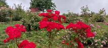 Sevillana ™ rose photo