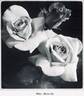 Madame Butterfly rose photo