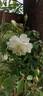 Lamarque rose photo