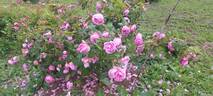 Louise Odier rose photo