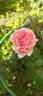 Comtesse de Woronzoff rose photo