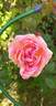 Comtesse de Woronzoff rose photo
