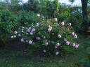 Madame Antoine Mari rose photo