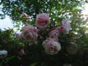 Madame Antoine Mari rose photo