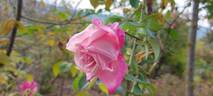 Maman Cochet rose photo