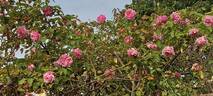 Maman Cochet rose photo