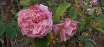 Maman Cochet rose photo